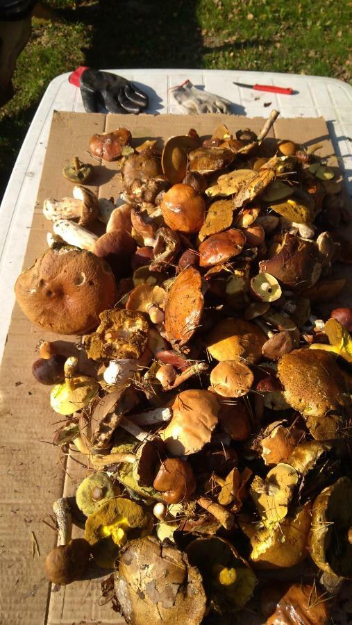 ŁagówBrzozowe Zacisze别墅 外观 照片